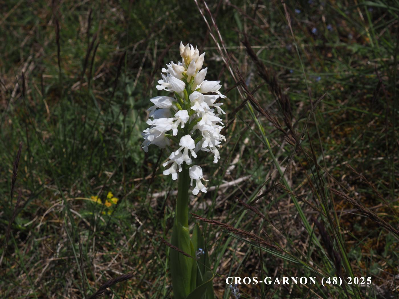 Orchid, Military var. hypochromia plant